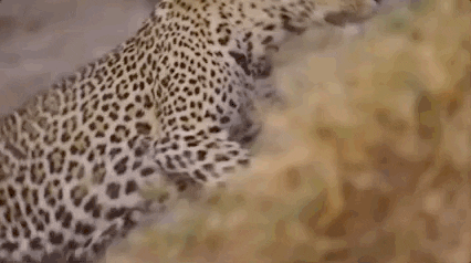 gif of a nature scene where a gazelle is running while a cheetah tries to pounce on it