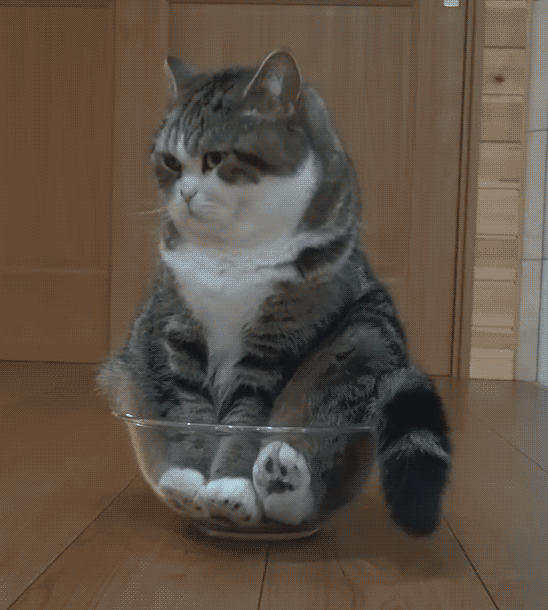 gif of a cat sitting in a bowl and staring ahead