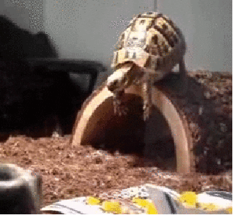 gif of a turtle falling a short distance on its head and landing in soft bark