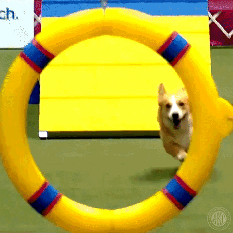 gif of a corgi jumping easily through a hoop 