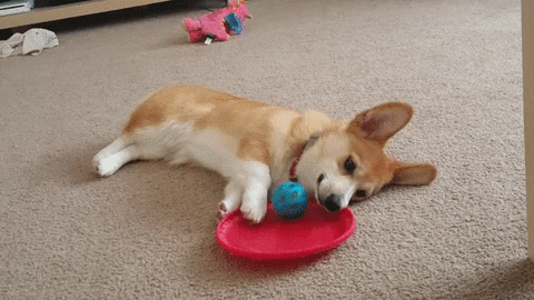 gif of a corgi laying on the ground pushing a ball in a small circle with its front leg not moving any other part of its body