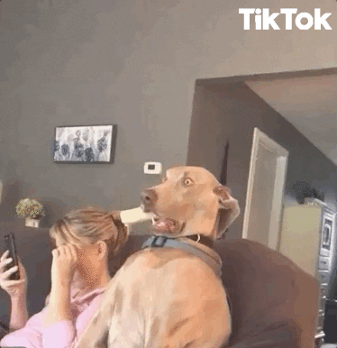 gif of a slow zoom on a dog's face with huge eyes with a look of surprise