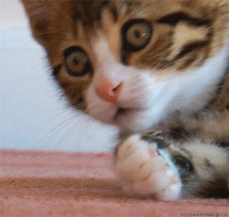 gif if a kitten with a surprised look on its face as it puts its front paw on its mouth