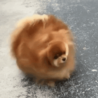 gif of a fluffy dog shaking in slow motion with the words "shake that energy off!" at the bottom