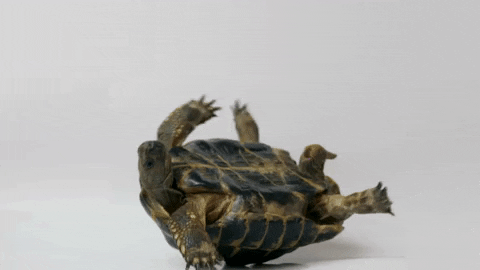 gif of a turtle stuck on its back with its arms flailing around in the air. Text at the top reading "Let's Give Up"